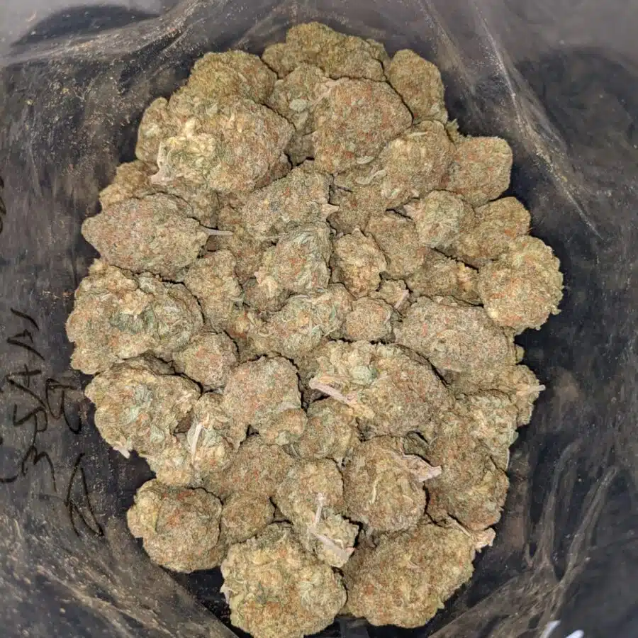 HAWAIIAN HAZE BS 4 I Hawaiian Haze Bulk Special