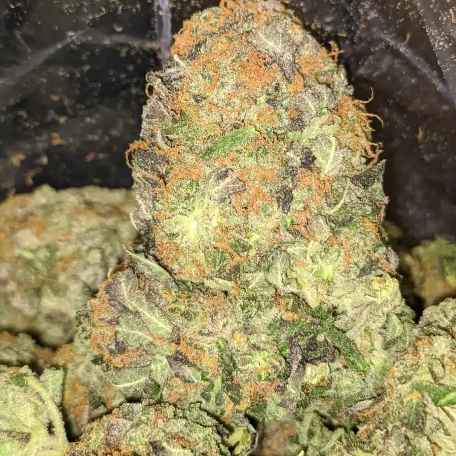 KING KUSH 1 2 I King's Kush Bulk Special