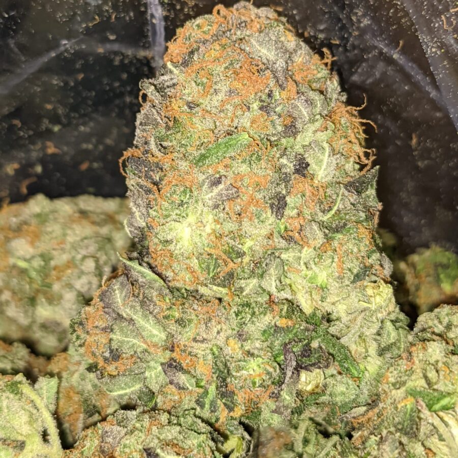 KING KUSH 2 2 I King's Kush Bulk Special