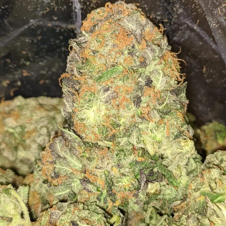 KING KUSH 2 2 I King's Kush Bulk Special