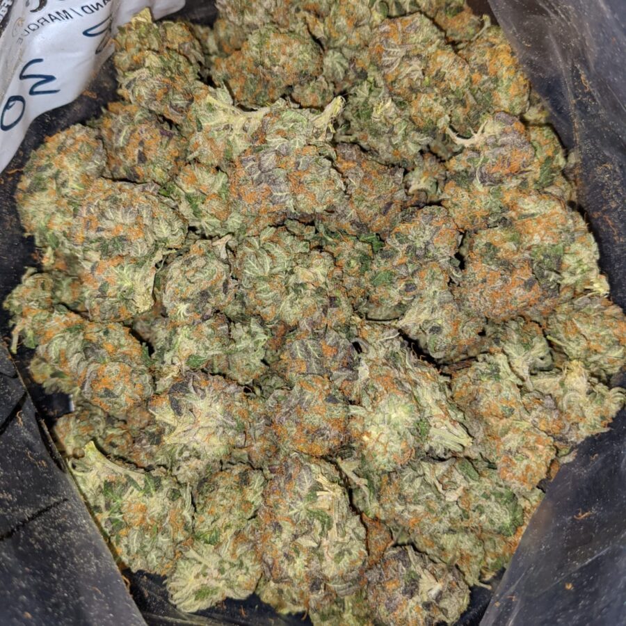 KING KUSH 4 2 I King's Kush Bulk Special