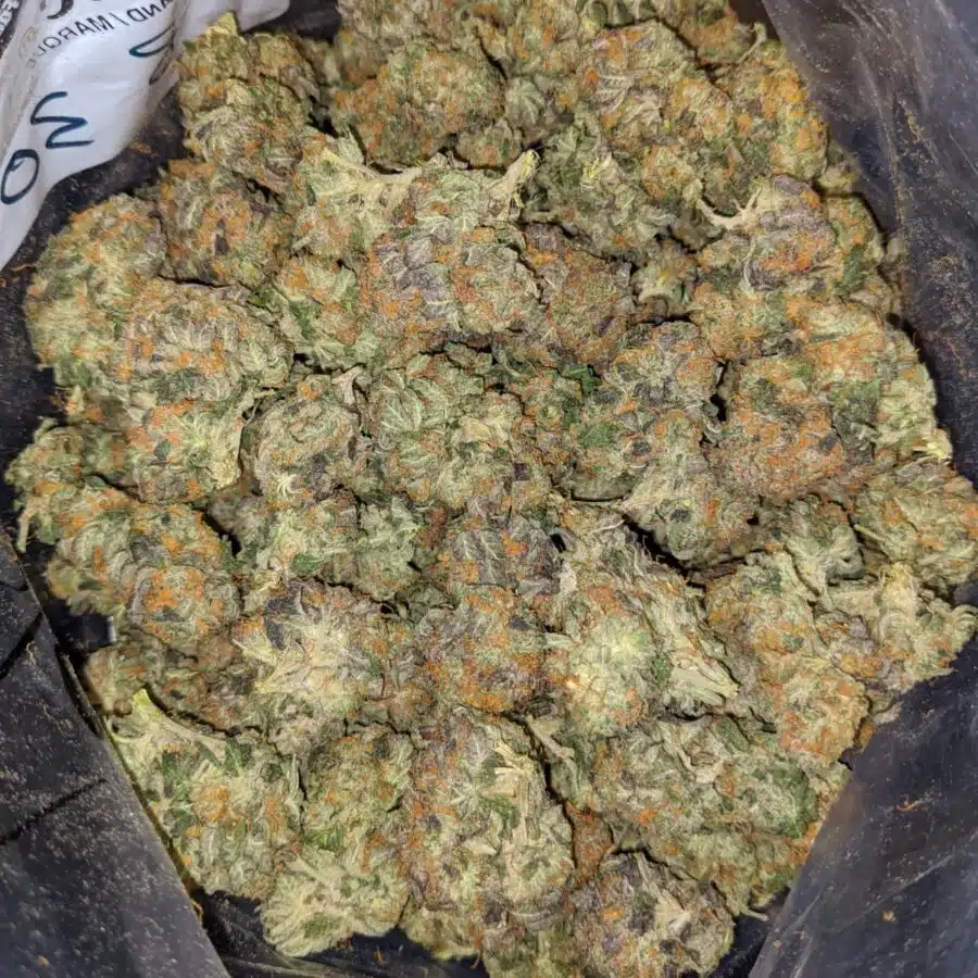 KING KUSH 4 2 I King's Kush Bulk Special