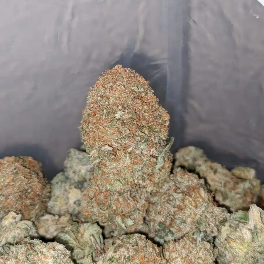 LEMON KUSH 3 1 I Lemon Kush