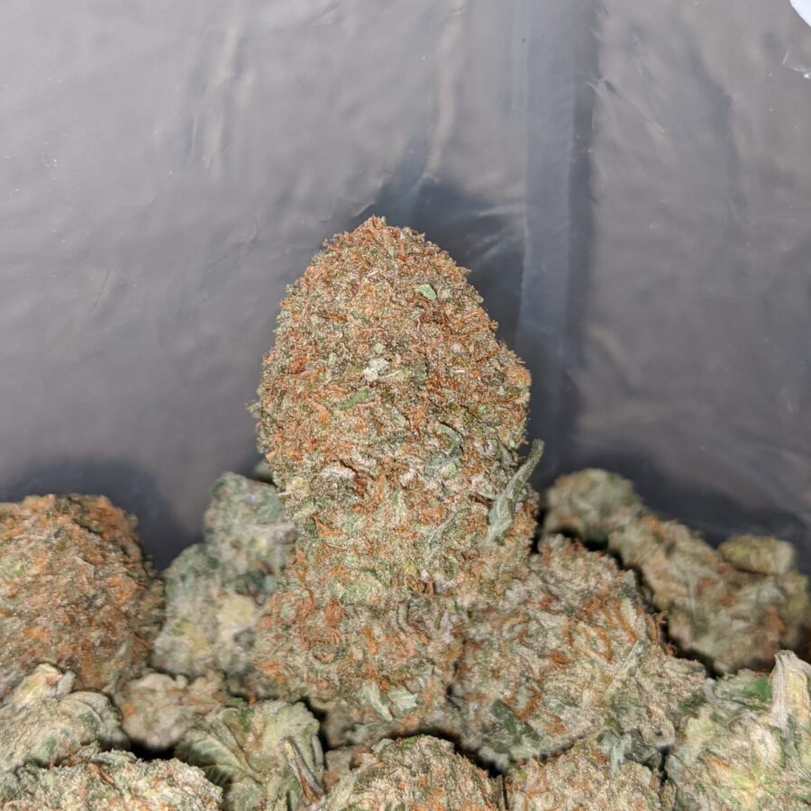 LEMON KUSH 4 1 I Lemon Kush