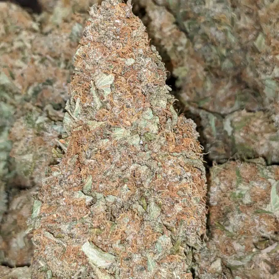 LEMON THAI BULK SPECIAL 5 I $79 Oz - Lemon Thai