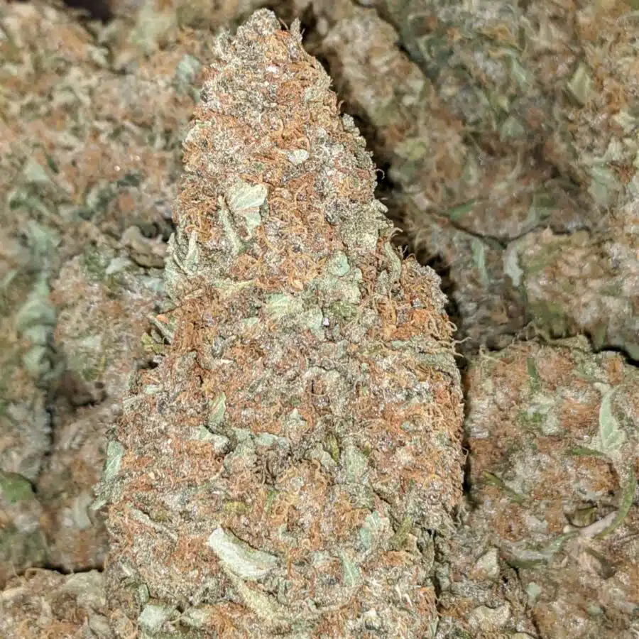 LEMON THAI BULK SPECIAL 6 I $79 Oz - Lemon Thai