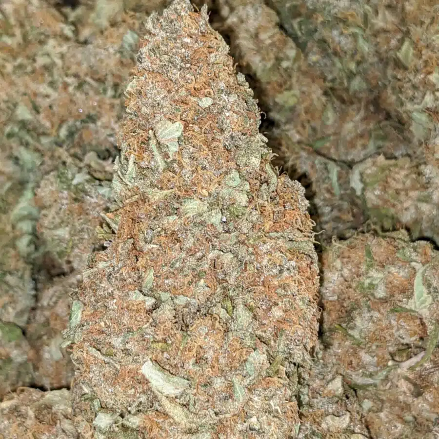 LEMON THAI BULK SPECIAL 7 I $79 Oz - Lemon Thai
