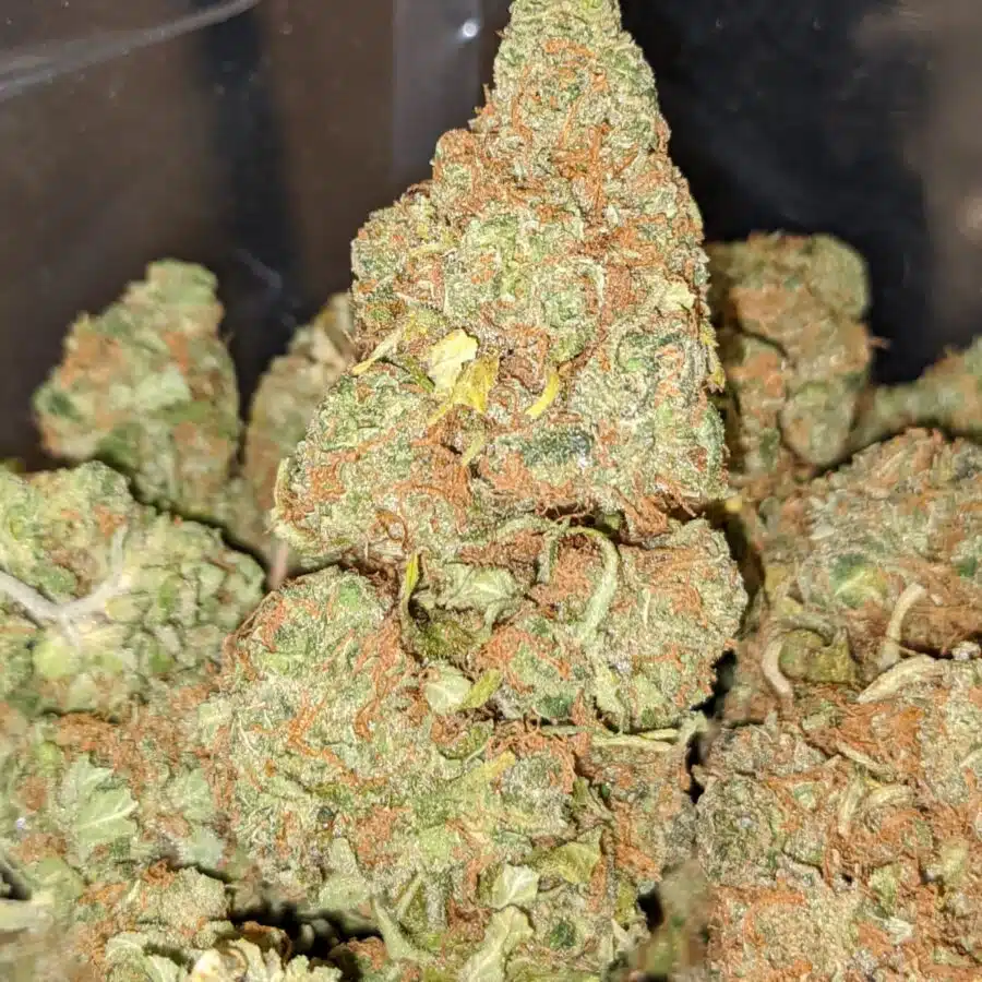PINEAPPLE BANANA 1 I Pineapple Banana - *Deal of the Day*