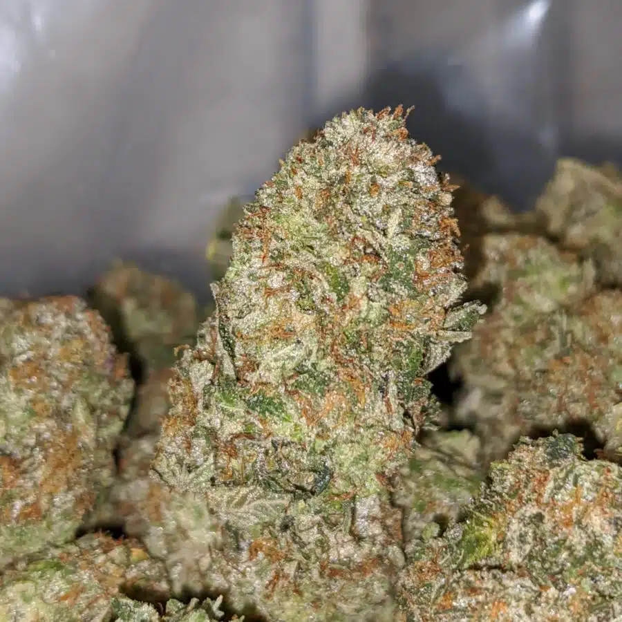 PLATINUM BUBBA DOD 1 I Platinum Bubba
