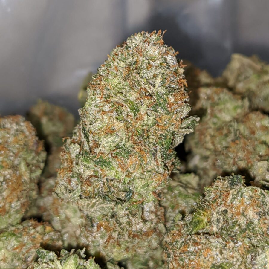 Platinum Bubba - Image 6