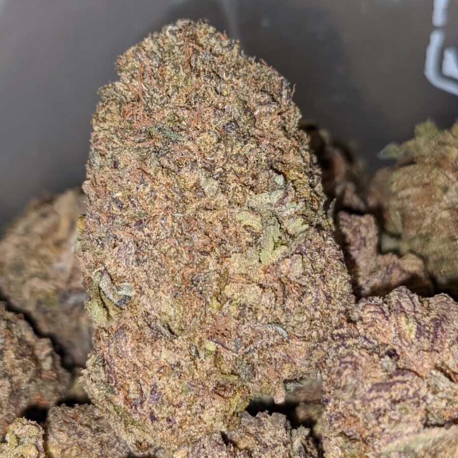 PURPLE GOD BS 1 I Purple Goddess Bulk Special