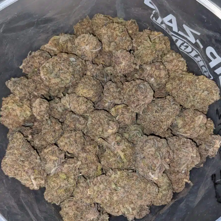 PURPLE GOD BS 4 I Purple Goddess Bulk Special