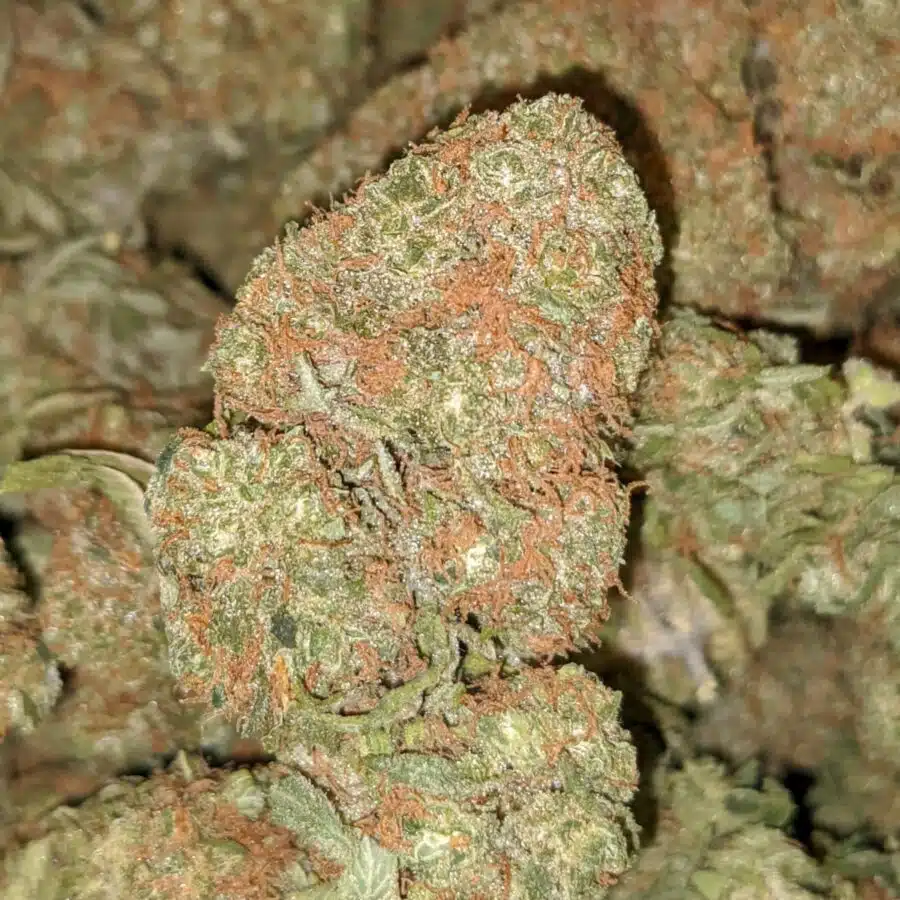 SWEET DIESEL 2 I Sweet Diesel Deal of the Day