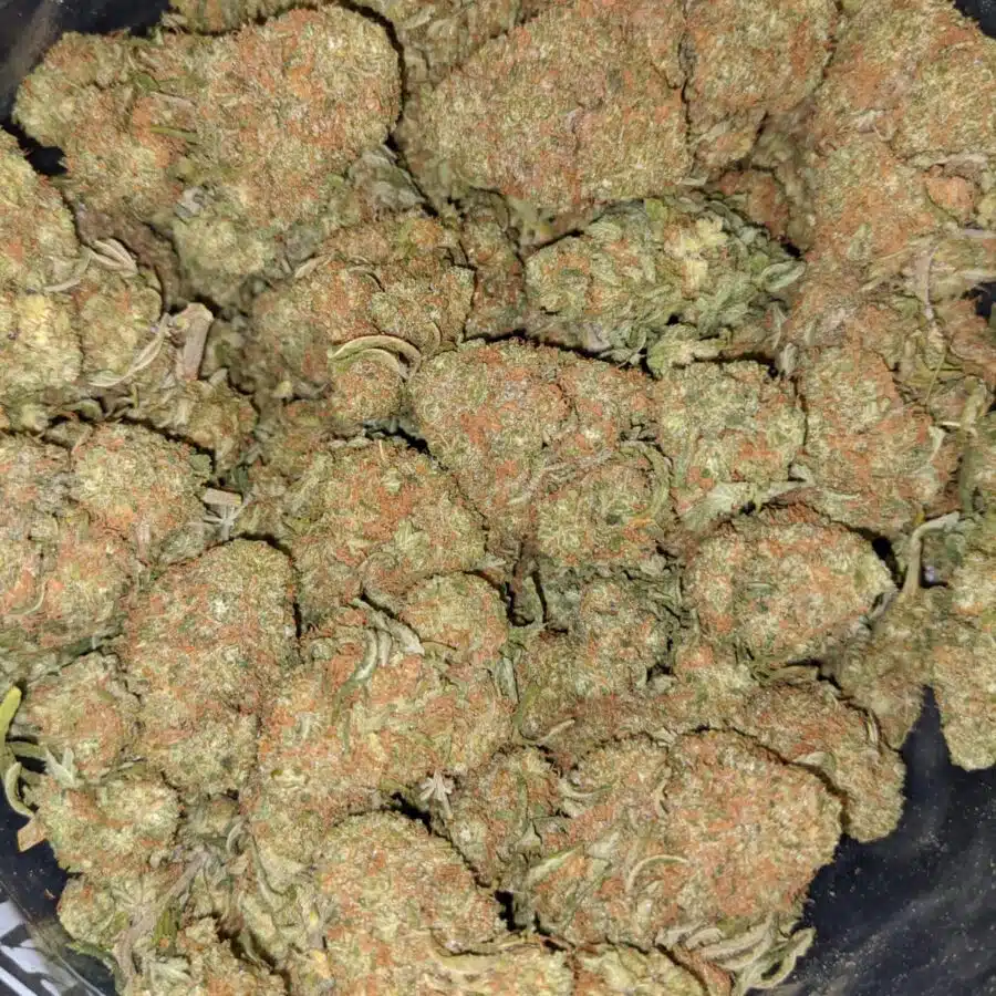 SWEET DIESEL 4 I Sweet Diesel Deal of the Day