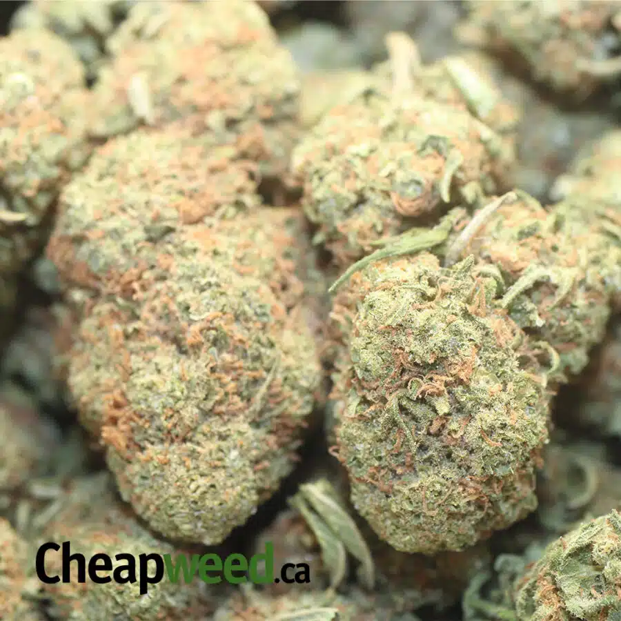 SWEET DIESEL BS 1 I Sweet Diesel Deal of the Day