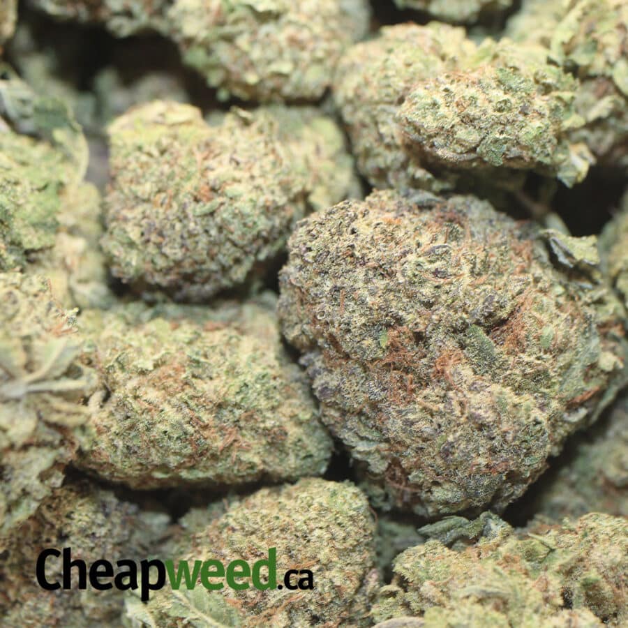 WHITE MAMBA 1 I White Mamba - *Deal of the Day*