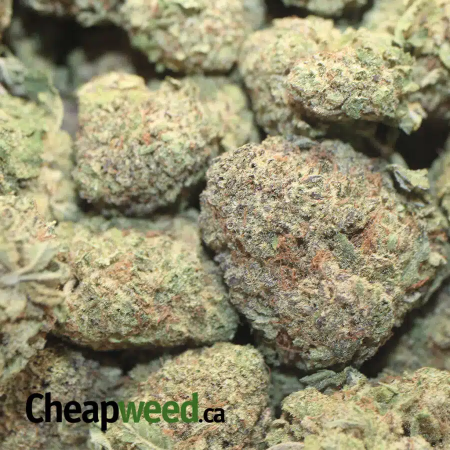 WHITE MAMBA 1 I White Mamba - *Deal of the Day*