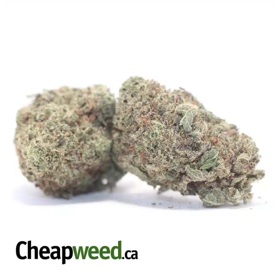 WHITE MAMBA 3 I White Mamba - *Deal of the Day*