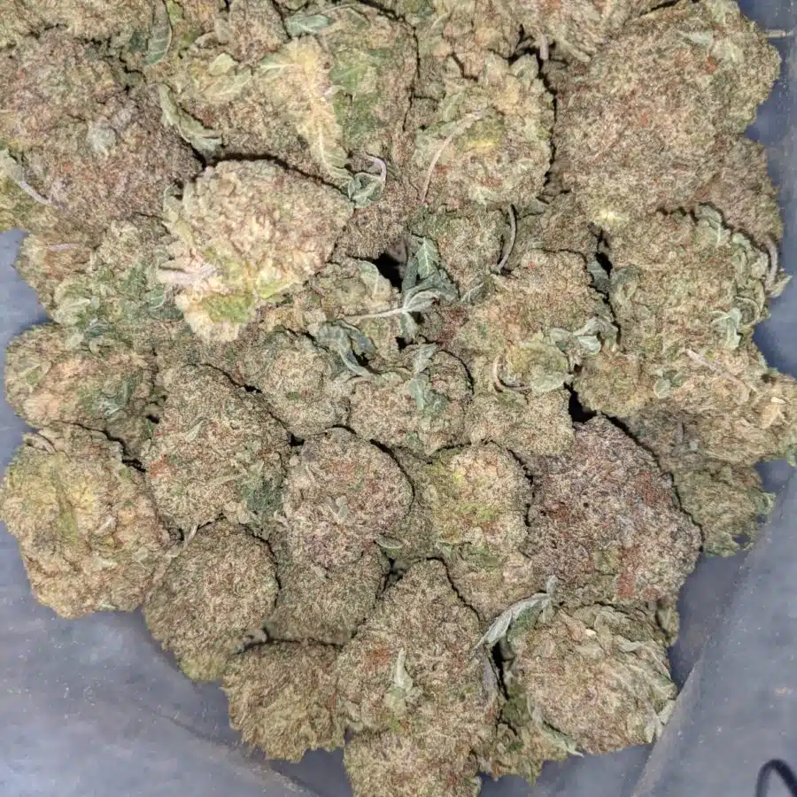 WHITE MAMBA DOD 4 I White Mamba - *Deal of the Day*