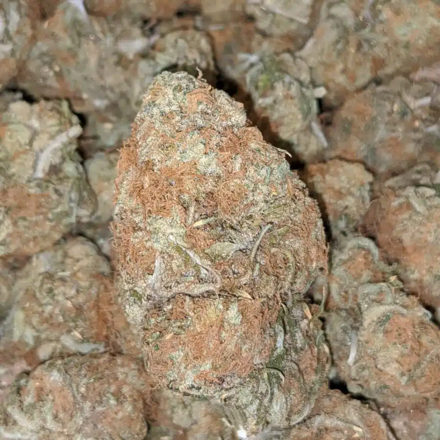 ZOMBIE HAZE 1 I Zombie Haze Bulk Special