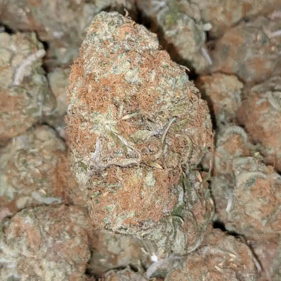 ZOMBIE HAZE 2 I Zombie Haze Bulk Special