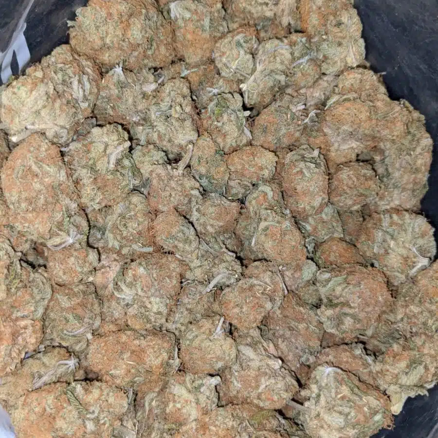 ZOMBIE HAZE 3 I Zombie Haze Bulk Special