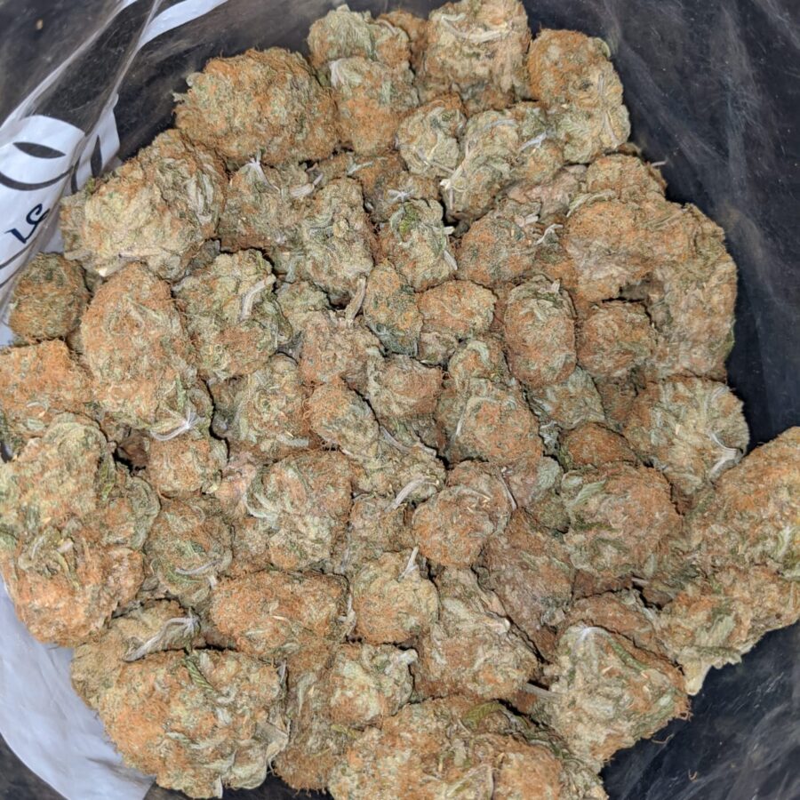 Zombie Haze Bulk Special - Image 7