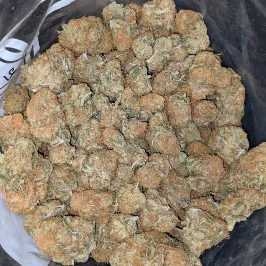 ZOMBIE HAZE 4 I Zombie Haze Bulk Special