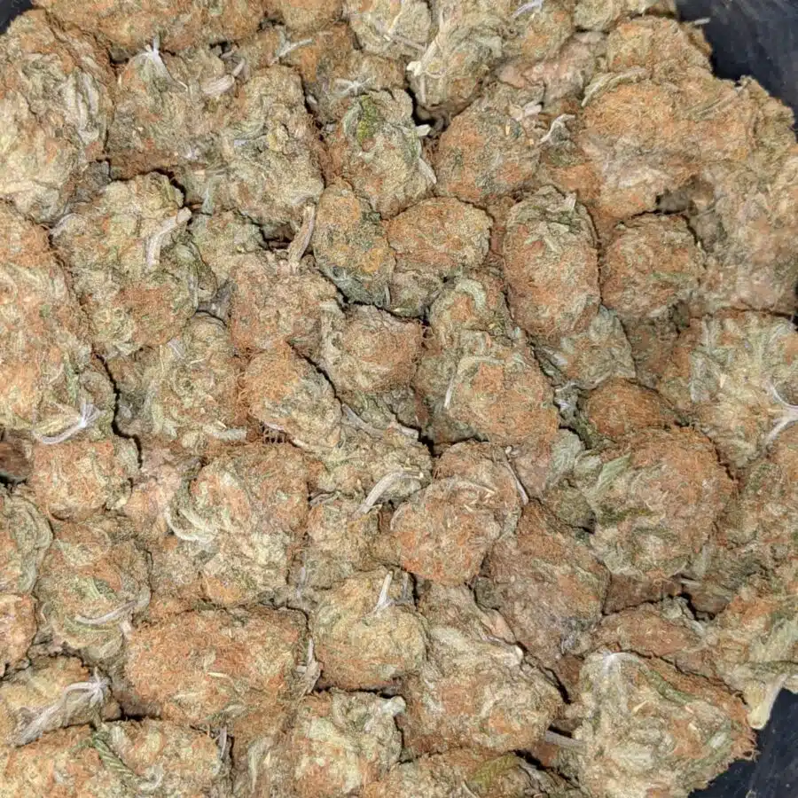 ZOMBIE HAZE 5 I Zombie Haze Bulk Special