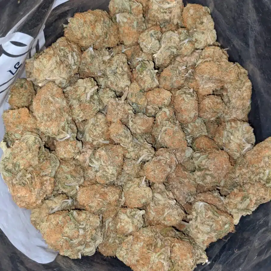 ZOMBIE HAZE 6 I Zombie Haze Bulk Special