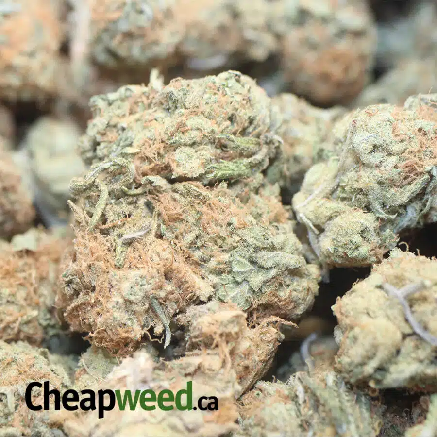 ZOMBIE HAZE BSP 1 I Zombie Haze Bulk Special