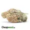 Zombie Haze Bulk Special