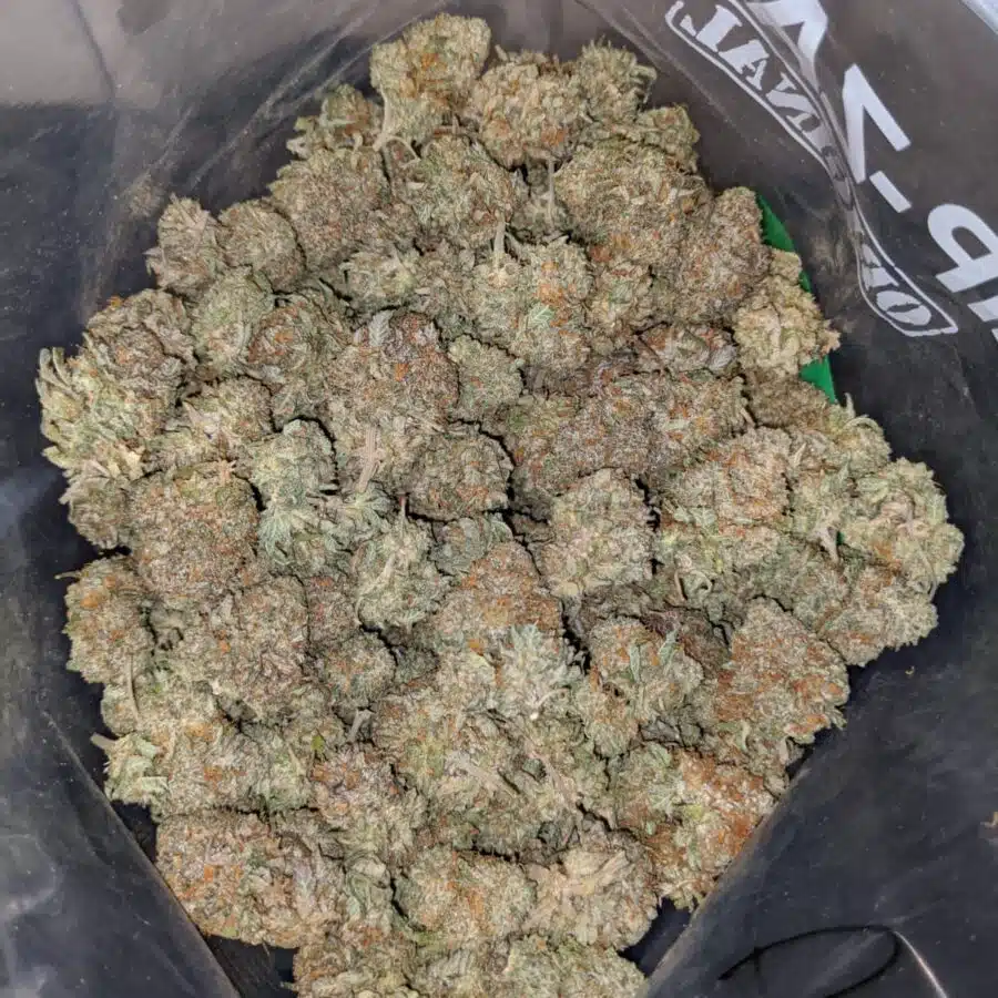 atomic haez 3 I Atomic Haze
