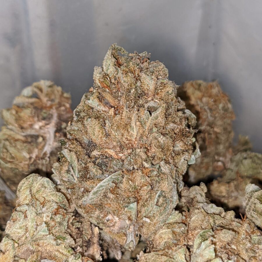 cheap aa indica 1 I Cheap AA+ Indica