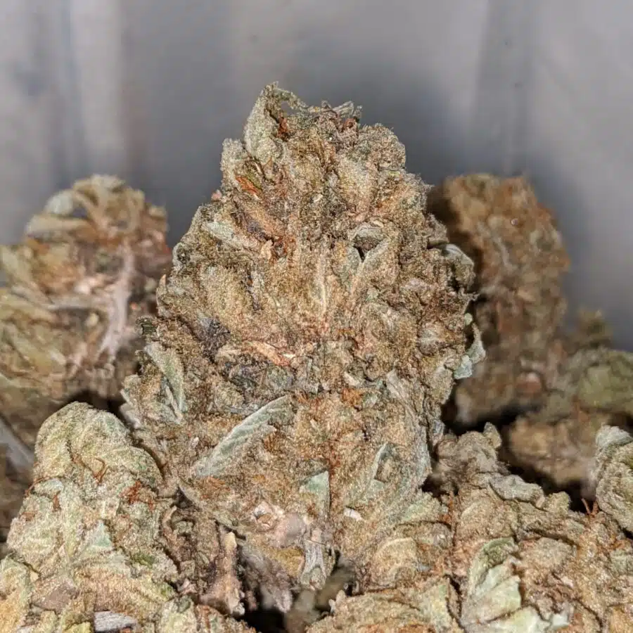 cheap aa indica 2 I Cheap AA+ Indica
