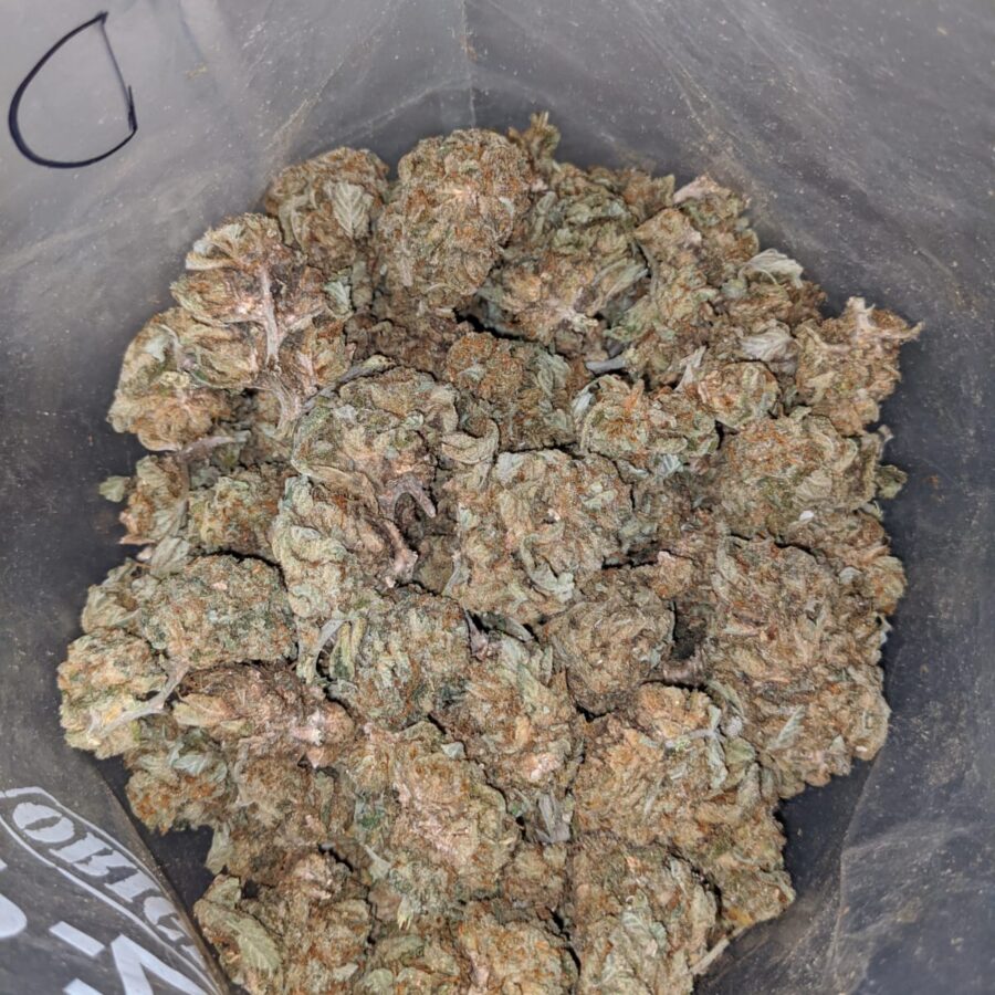 cheap aa indica 3 I Cheap AA+ Indica
