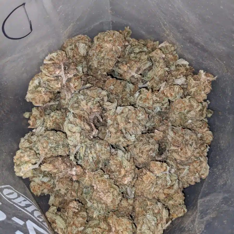 cheap aa indica 3 I Cheap AA+ Indica