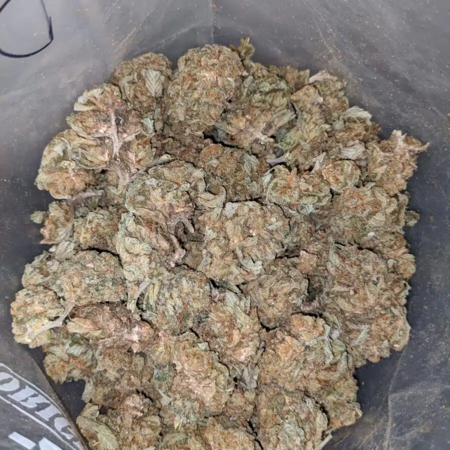 cheap aa indica 4 I Cheap AA+ Indica