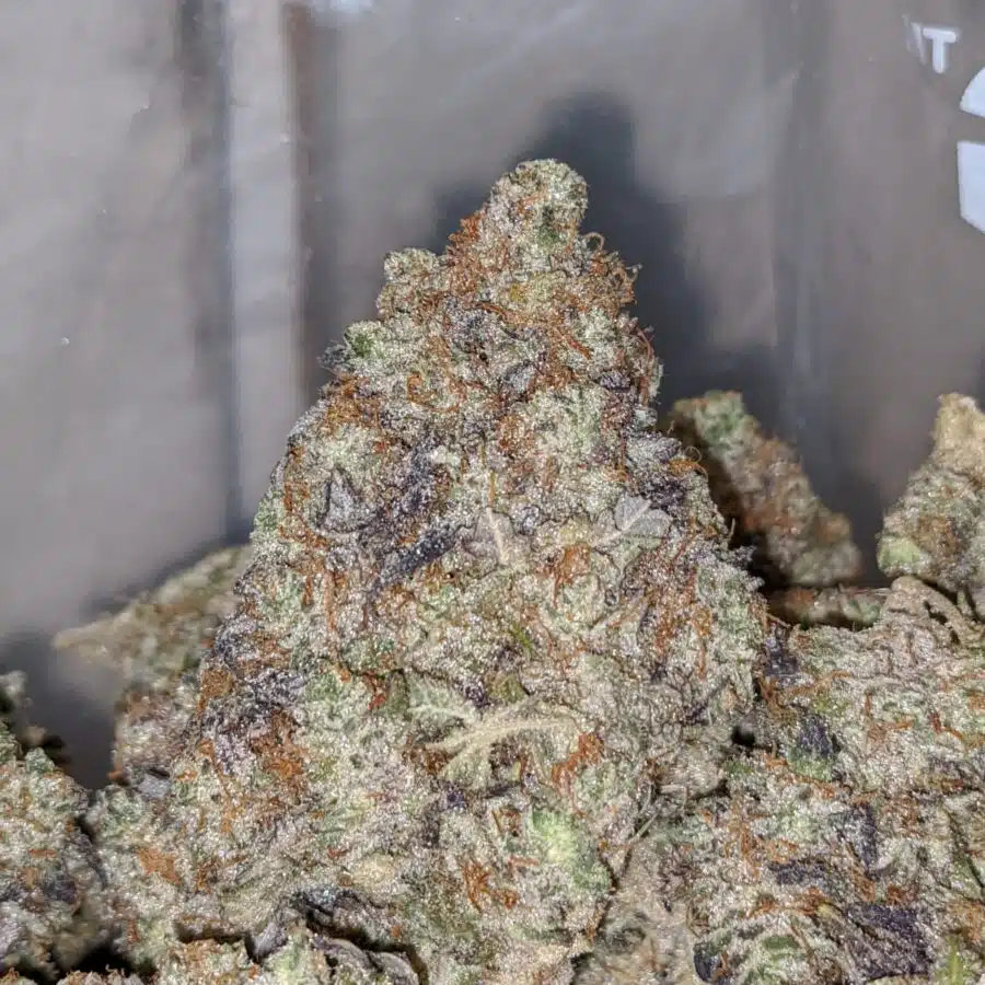 gorilla cookies aaa 2 I Gorilla Cookies AAA