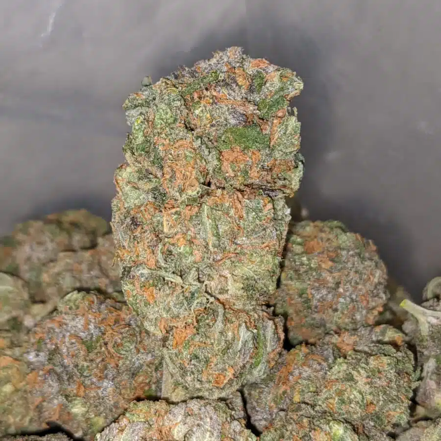 grease monkey 1 1 I Grease Monkey