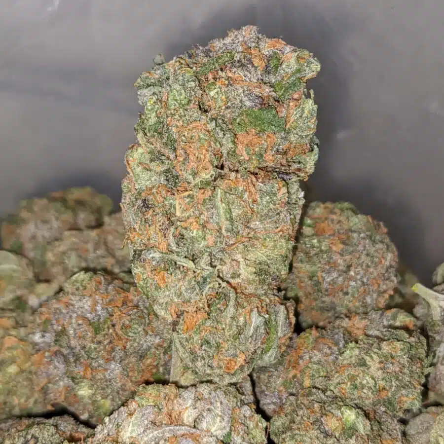 grease monkey 2 1 I Grease Monkey