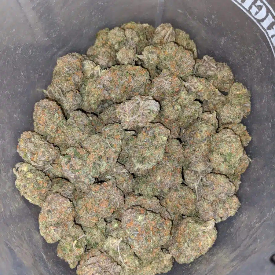 grease monkey 3 1 I Grease Monkey