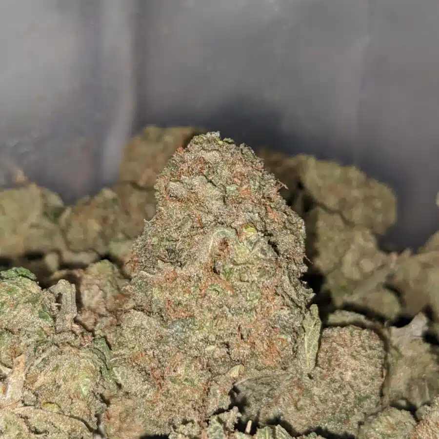 maui wowie dod 1 I Maui Wowie - *Deal of the Day*