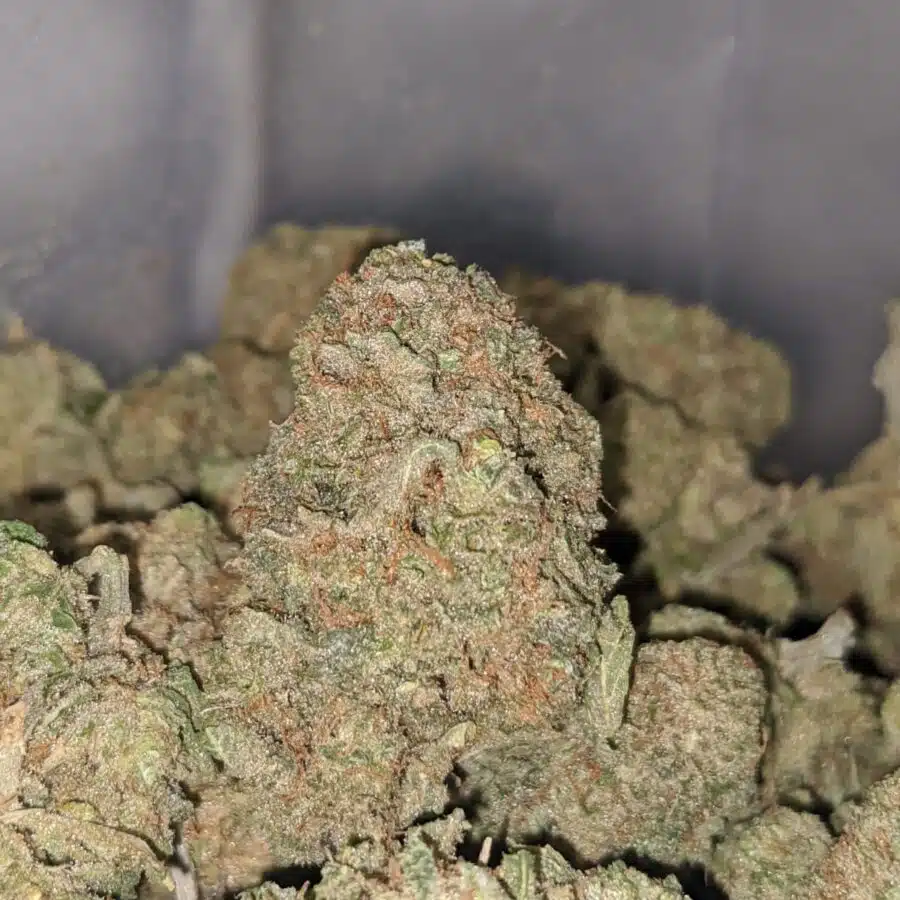 maui wowie dod 2 I Maui Wowie - *Deal of the Day*