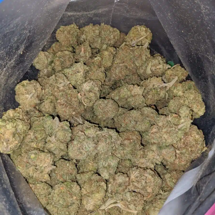 maui wowie dod 4 I Maui Wowie - *Deal of the Day*