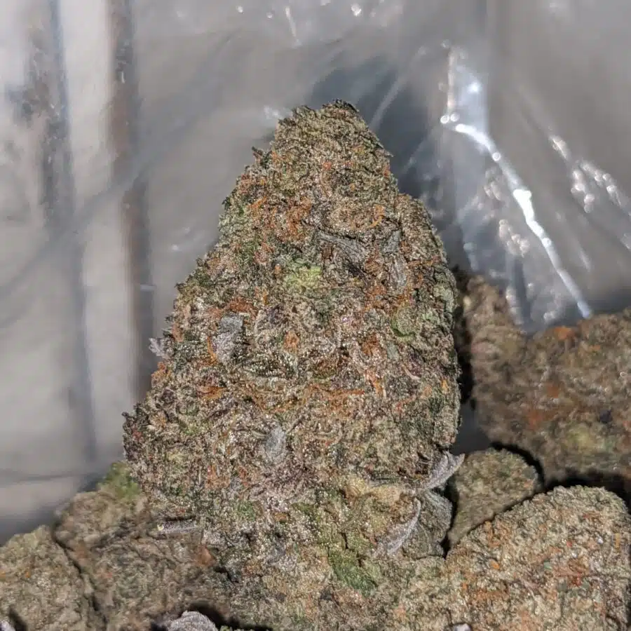 purple sherbert dod 1 I Purple Sherbert - *Deal Of The Day*