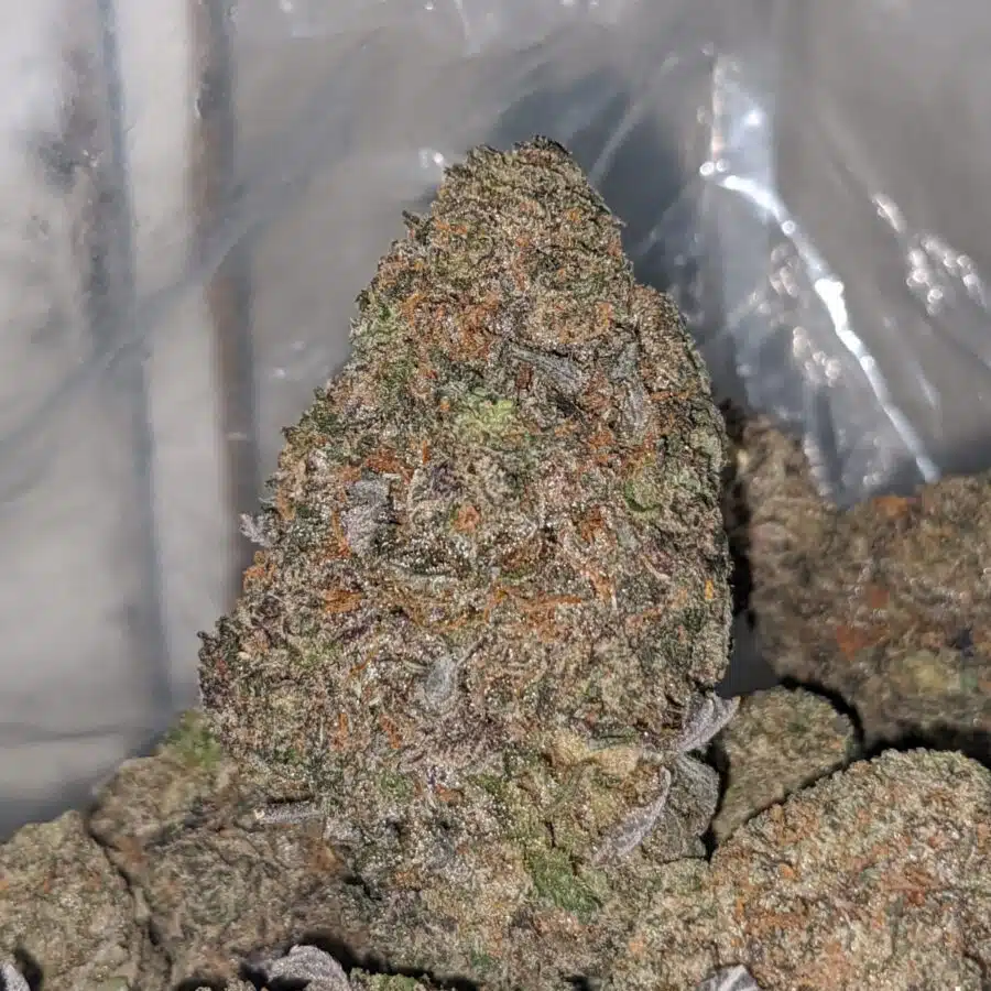purple sherbert dod 2 I Purple Sherbert - *Deal Of The Day*