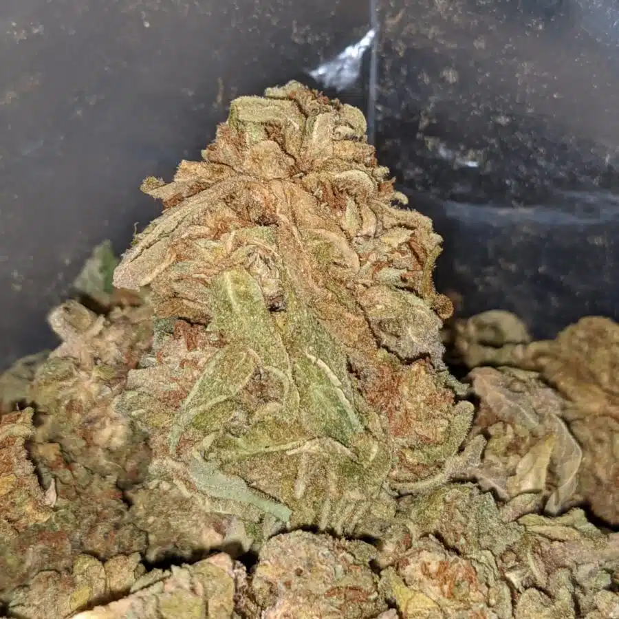 AA KUSH 1 I AA Kush