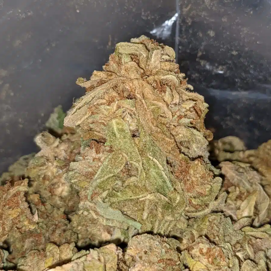 AA KUSH 2 I AA Kush