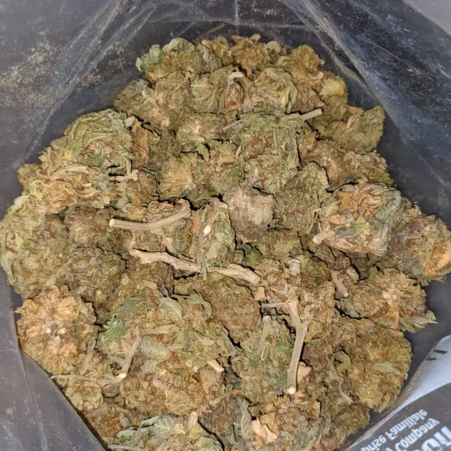 AA KUSH 4 I AA Kush